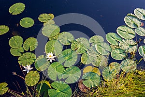 Top view of white lotus and green lily pads in the pond