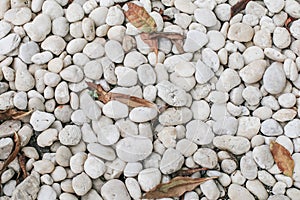 Top-view of white stone texture background in garden.Spring garden in morning sunlight