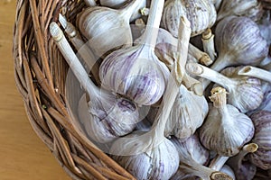 Top view of wicker basket full of ripe garlic`s.