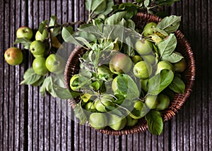 Top view of a wicker basket full with young green organic apples with leaves on the rustic garten wooden terrace.