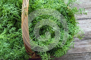 Top view of wicker basket on wooden table full of green fresh ripe dill herbs.