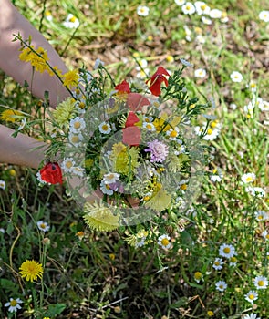 Top view on Wild flowers bouquet in hands of young caucasian woman