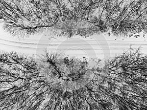 Top view of a winter forest. with a road in the middle of trees