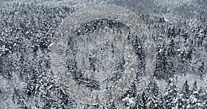 Top view of winter forest, snow covered pine trees landscape, aerial drone video