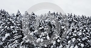 Top view of winter forest, snow covered pine trees landscape, aerial drone video