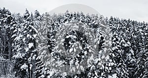 Top view of winter forest, snow covered pine trees landscape, aerial drone video