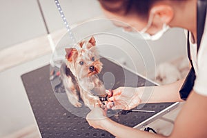 Top view of woman cutting nails for cute little dog