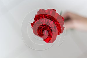 Top view of woman hand holding red carnation