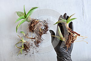 Top view of woman hands in black protective gloves planting green house plants aloe vera in pots