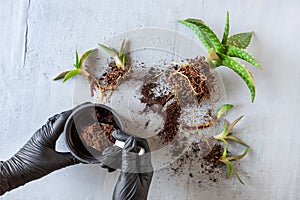 Top view of woman hands in black protective gloves planting green house plants aloe vera in pots