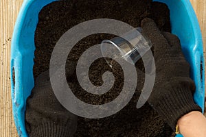 Top view of woman hands in gloves holding cup to fill it with soil for seeding and cutting