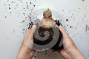 Top view of woman hands holding bulb of Amaryllis or hippeastrum to planton on white background