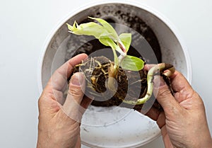 Top view of woman hands holding bulb of lily to plant into pot on white background