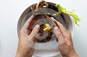 Top view of woman hands holding bulb of lily to plant into pot on white background