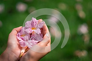 Top view on woman`s hands holding pink flower