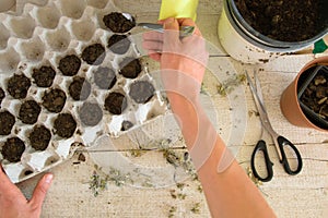 The top view of a woman`s hands planting sage seeds in egg carto