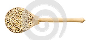 Top view of wood spoon with pearled barley grains