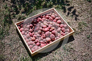 Top view of wooden crate with freshly dug out crop of potatoes. Growing and harvesting organic vegetables in an eco farm