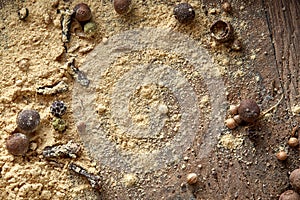 Top view of a wooden spoons full of paprica and black pepper on wooden barrel background, selective focus.