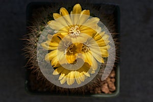 Top view yellow cactus flower in flower pot