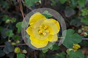 Top view of yellow California Glory flower