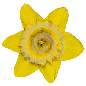 Top view of a yellow daffodil flower isolated on a white background