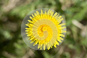 Top view of yellow dandelion flower