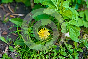 Top view of yellow dandelion flower