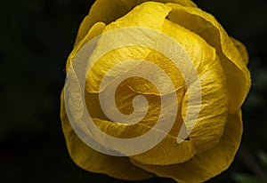 Top view of a yellow globe flower growing in the grass in a forest clearing on a summer evening