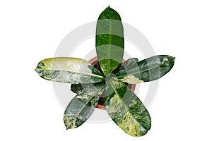 Top view of yellow and green variegated leaves Dieffenbachia hybrid Dumb cane tropical potted plant, the rare exotic foliage