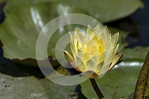 Top view of the yellow lotus in nature