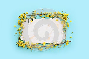 top view of yellow mimosa flowers and empty board over blue background. For mock up, copy space