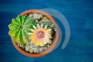 Top view of Yellow, orange and red color of Lobivia cactus flower In a pot with a green yellow cactus On a blue wooden table.