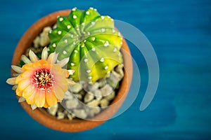 Top view of Yellow, orange and red color of Lobivia cactus flower In a pot with a green yellow cactus On a blue wooden table.