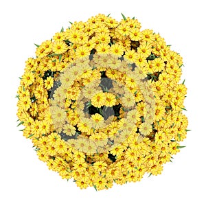 Top view of yellow sneezeweed flowers isolated