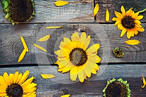 Top view Yellow sunflowers and petals on wooden rustic background of old fence. Agriculture harvest concept. Selective focus, spac