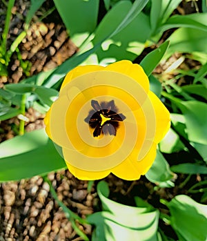 De tulipán. lindo flor sobre el soleado en jardín 