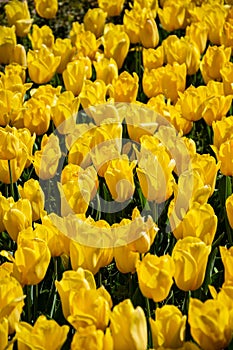 Top view of yellow tulips in spring in the Real jardin botanico photo