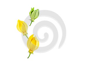 Top view Ylang-Ylang flower,Yellow fragrant flower on white back