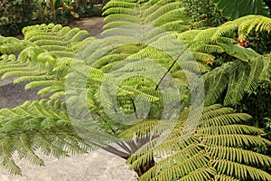 Top view of youg tropical tree Cyathea Arborea. Close up of branches of West Indian treefern. Tree fern, Cyathea arborea, and photo