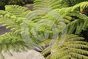 Top view of youg tropical tree Cyathea Arborea. Close up of branches of West Indian treefern. Tree fern, Cyathea arborea, and photo