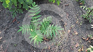 Top view of a young Ailanthus altissima invasive tree in the garden in sunny day