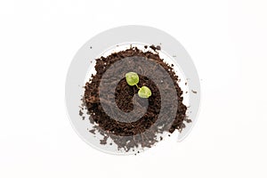 Top view young green sprout seedlings in fertile soil on white background