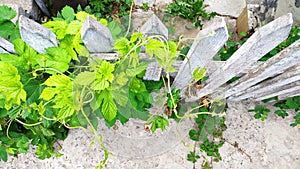 Top view young green sprouts of grapes curl over an old wooden fence, selective focus photo