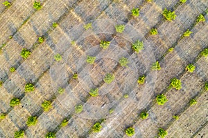 Top view of young green trees rows.