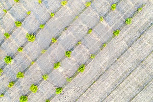 Top view of young green trees rows. Agricultural fields, cultivated land