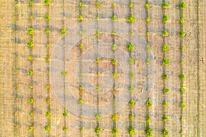 Top view of young green trees rows. Agricultural fields, cultivated land