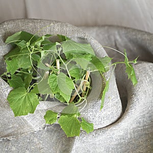 Top view on young grow sprouts in a burlap, a symbol of a new ideas, beginning and support