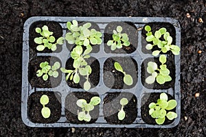 top view of young lettuce plants in seedbed for transplanting in vegetable garden