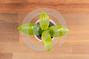 Top view young plant pot on office table. Alter